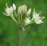 Allium marschallianum