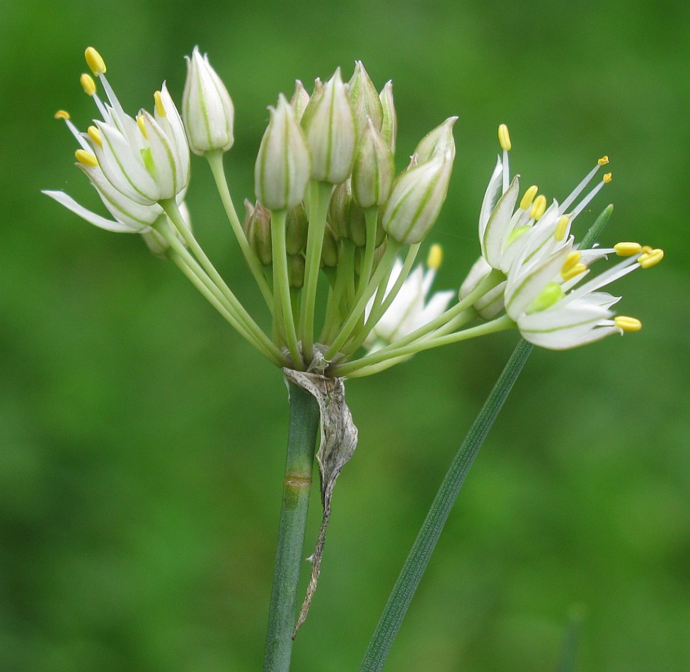 Image of Allium marschallianum specimen.