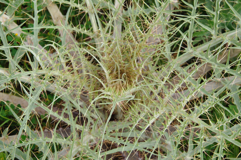 Image of Cynara cardunculus specimen.