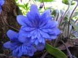 Hepatica nobilis. Цветки (махровая форма). Карелия, Ладожское озеро, о. Валаам, темнохвойный лес. 14.05.2012.