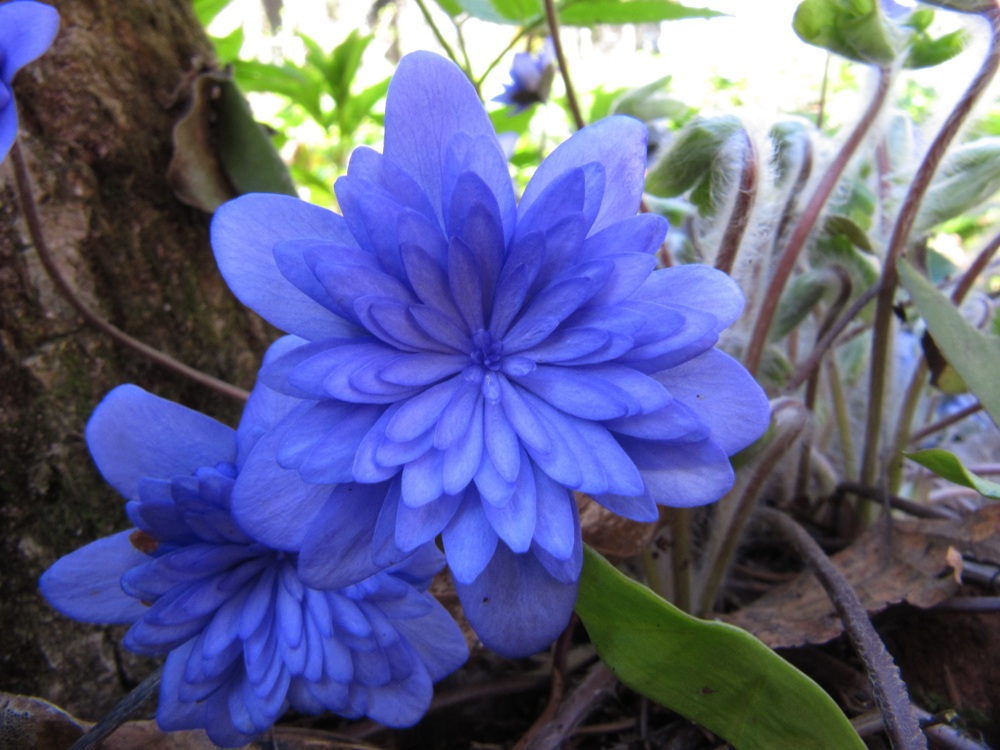 Изображение особи Hepatica nobilis.