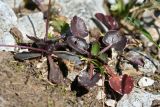 Draba hispida. Прикорневые листья. Республика Адыгея, плато Лаго-Наки, ур. Верх. Цица. 24.07.2012.