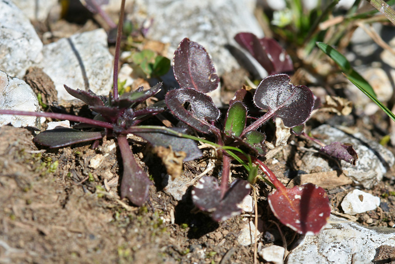 Изображение особи Draba hispida.