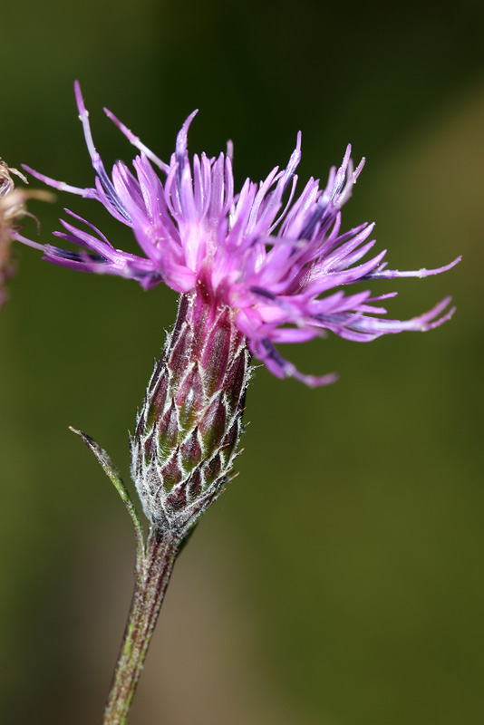 Image of Serratula tinctoria specimen.