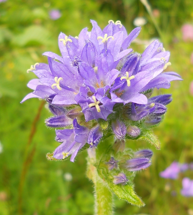 Image of Campanula cervicaria specimen.