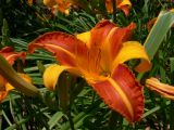 Hemerocallis × hybrida. Цветок (культивар 'Frans Hals'). Испания, автономное сообщество Каталония, провинция Барселона, г. Барселона, парк Гуэля. 8 июля 2012 г.