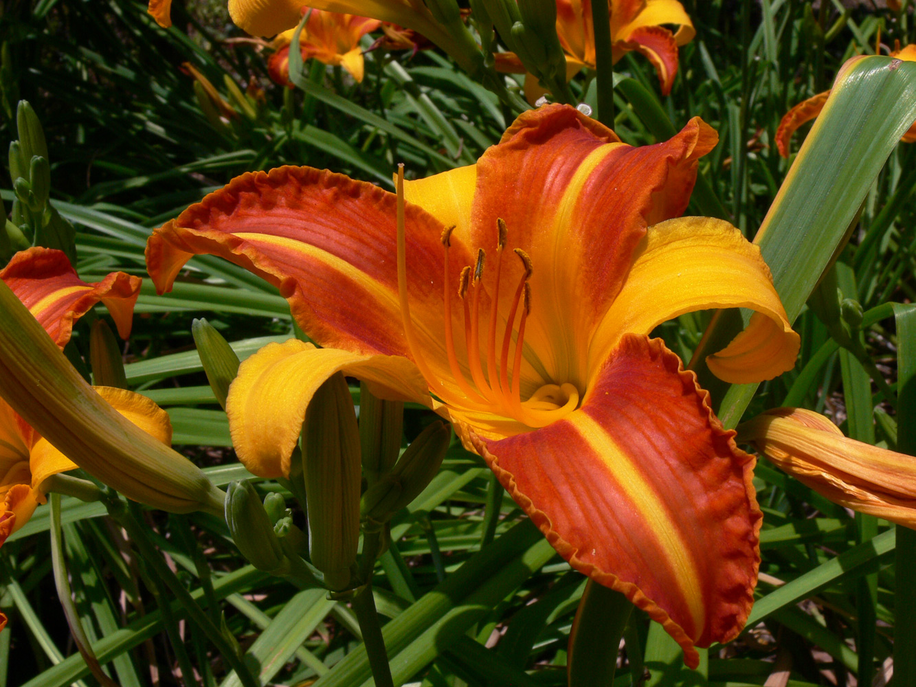 Изображение особи Hemerocallis &times; hybrida.