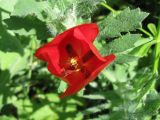 Glaucium corniculatum