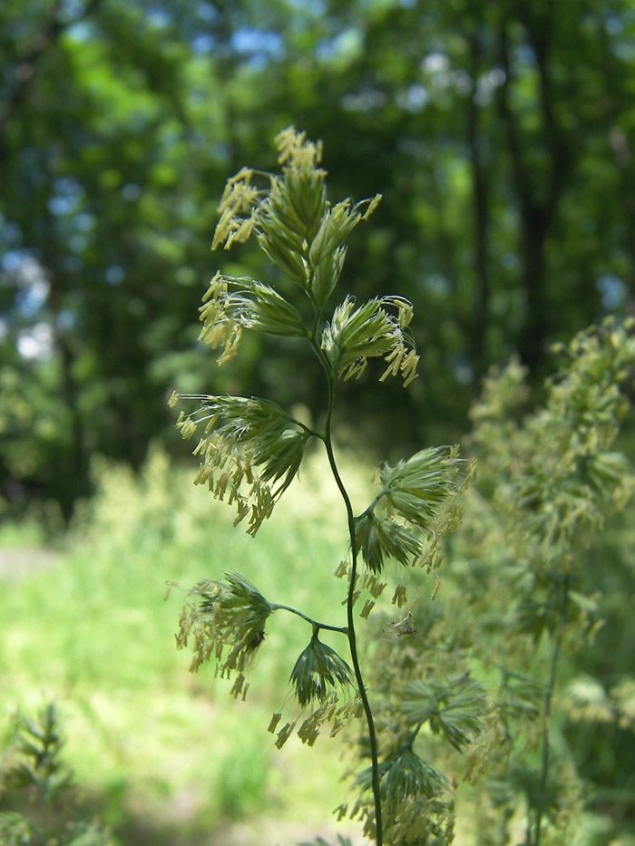 Изображение особи Dactylis glomerata.