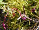 Epilobium palustre