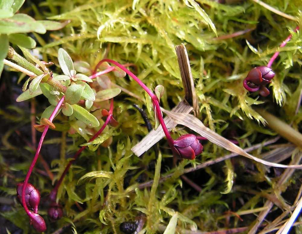 Изображение особи Epilobium palustre.