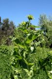 Silybum marianum