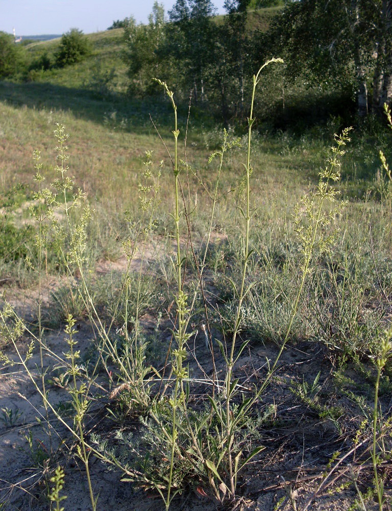 Image of Silene borysthenica specimen.