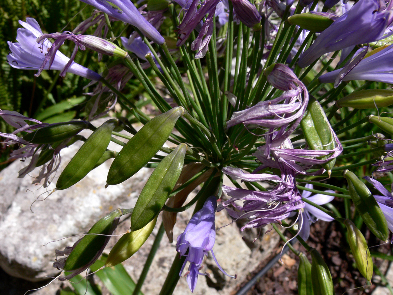 Image of Agapanthus africanus specimen.