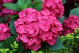 Hydrangea macrophylla