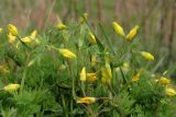 Hypecoum procumbens