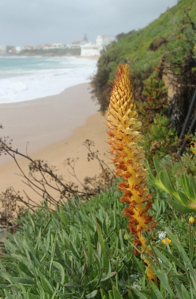 Image of Orobanche densiflora specimen.