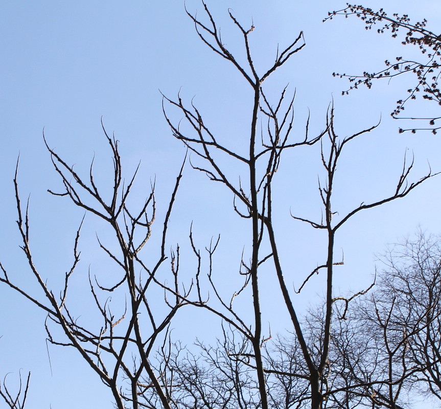 Изображение особи Rhus typhina.