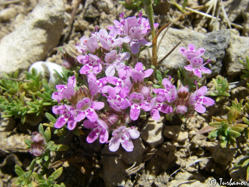 Изображение особи род Thymus.