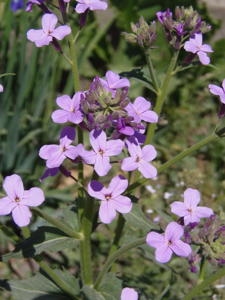 Изображение особи Hesperis steveniana.