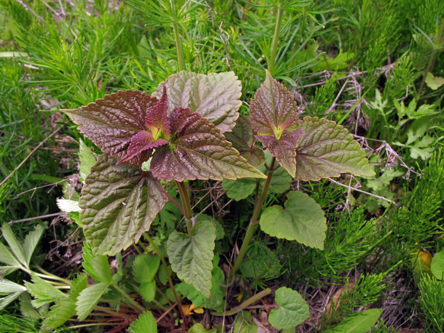 Изображение особи Agastache rugosa.