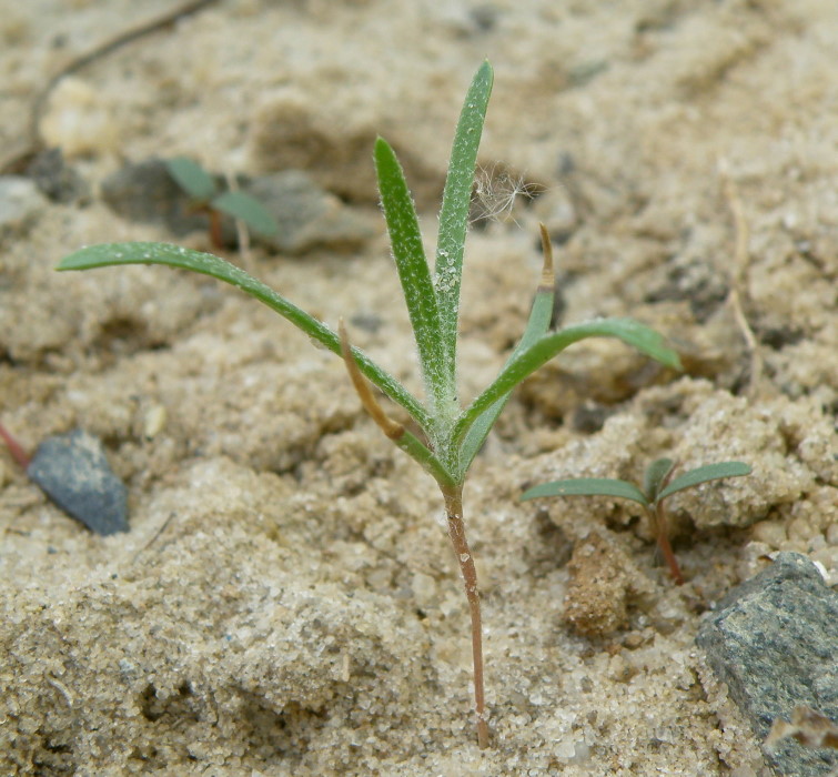 Изображение особи Corispermum leptopterum.