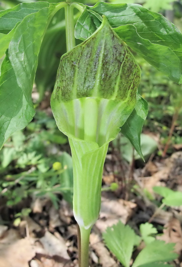 Изображение особи Arisaema amurense.