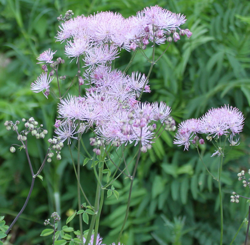 Изображение особи Thalictrum aquilegiifolium.