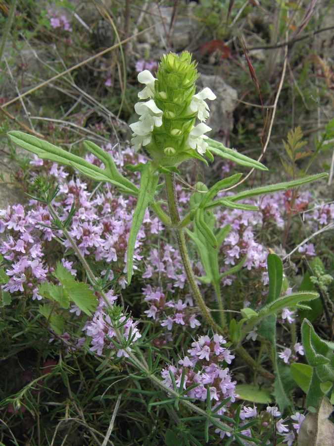 Image of Prunella laciniata specimen.