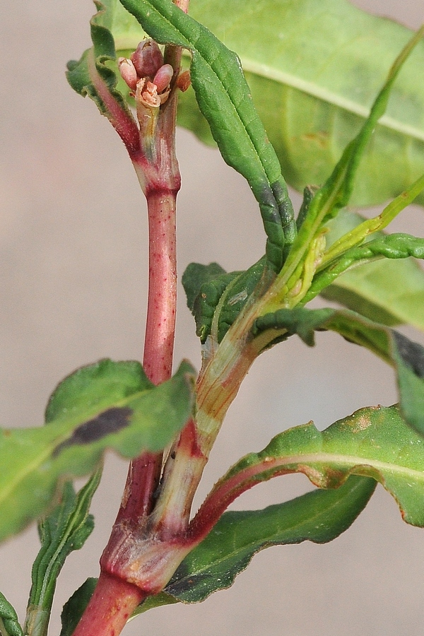 Image of Persicaria scabra specimen.
