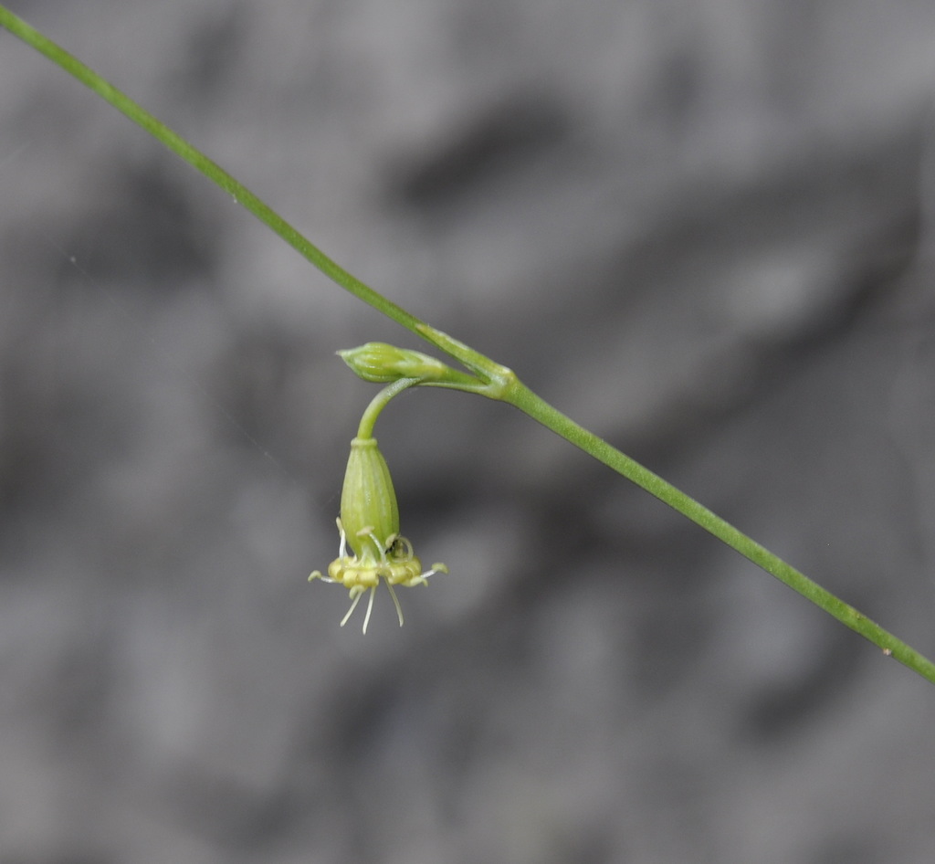 Изображение особи Silene oligantha.