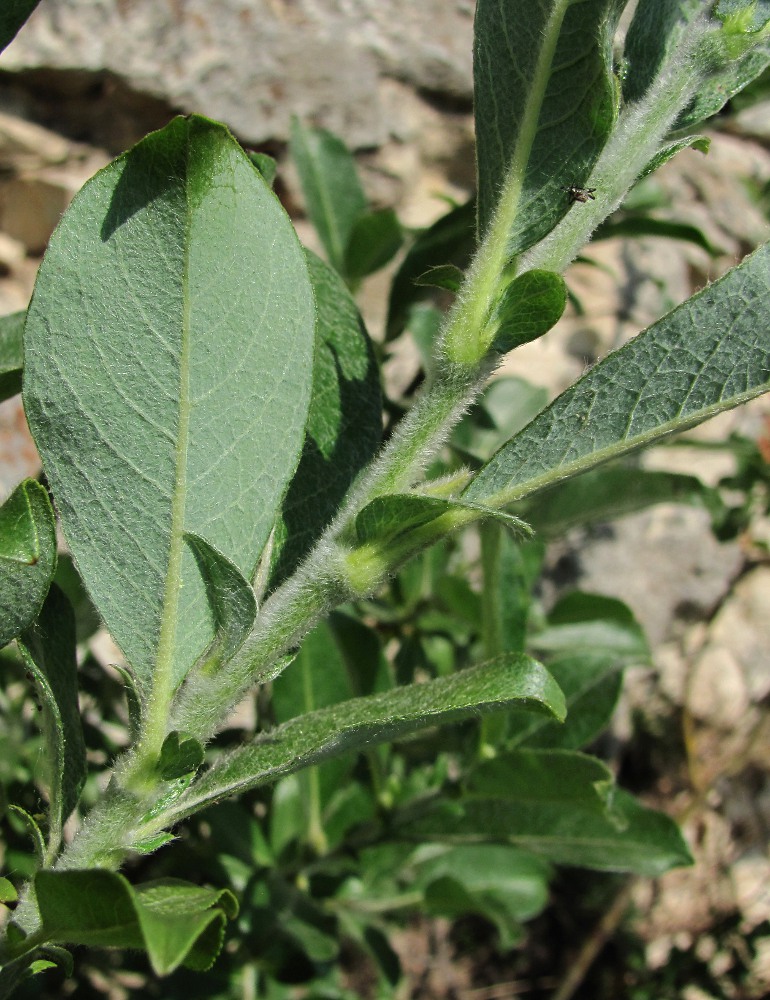 Image of Salix recurvigemmata specimen.