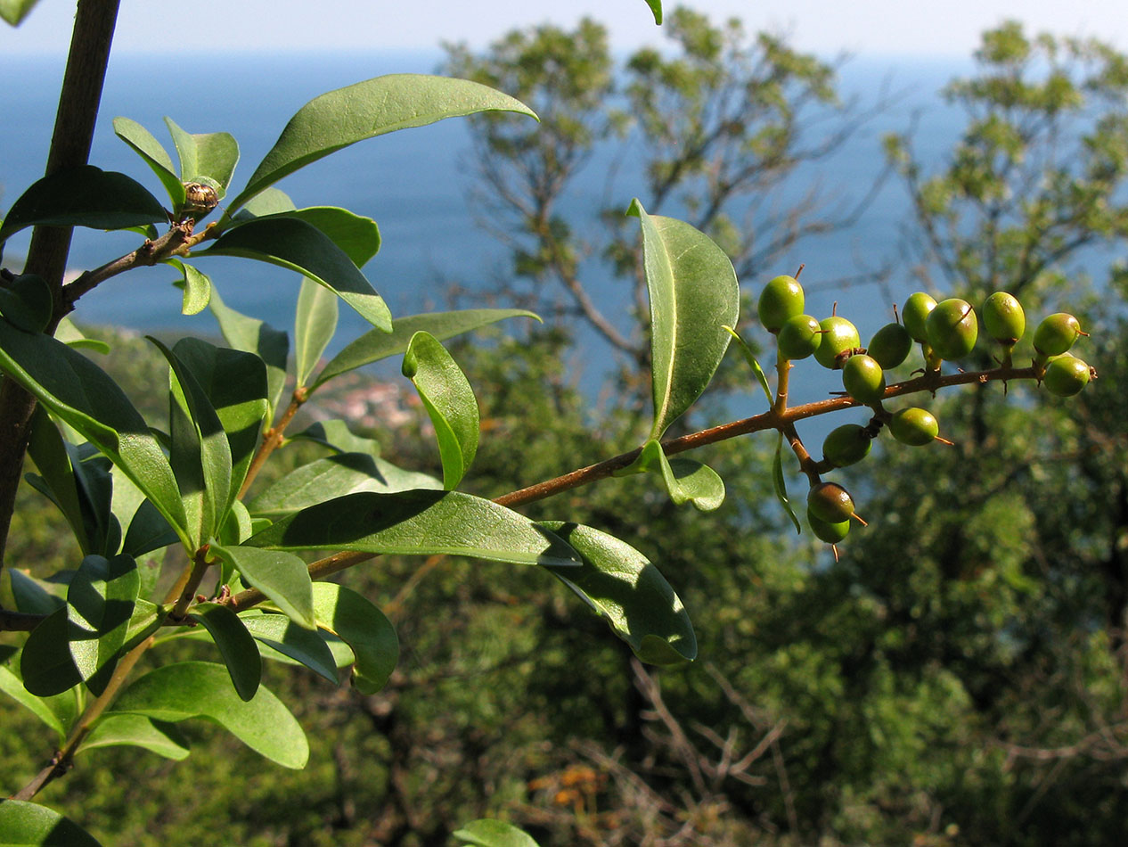 Изображение особи Ligustrum vulgare.