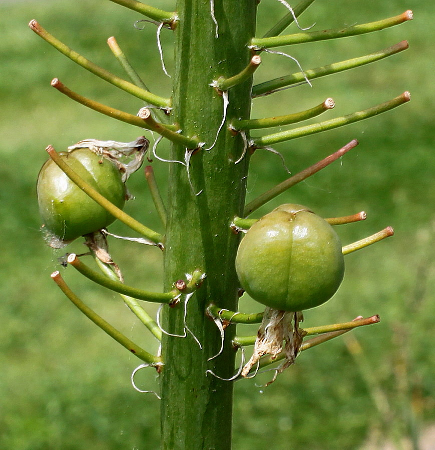 Image of Eremurus himalaicus specimen.