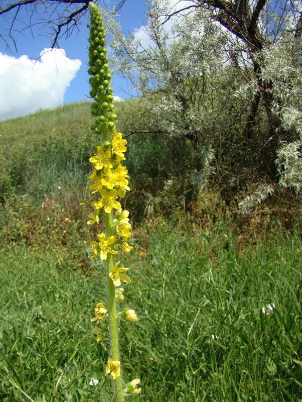 Image of Agrimonia asiatica specimen.