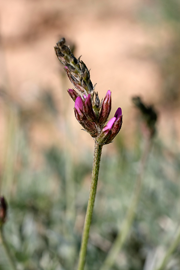 Изображение особи род Oxytropis.