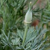 Eschscholzia californica