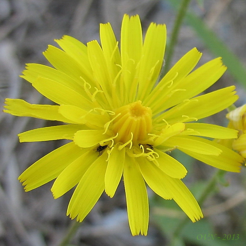 Изображение особи род Crepis.