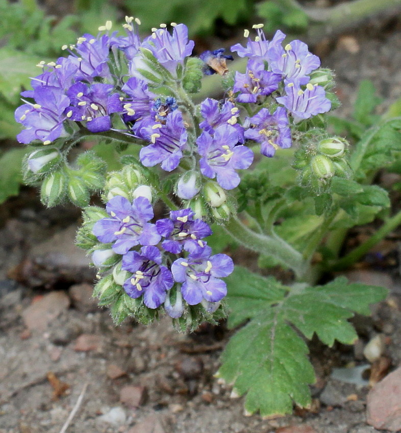 Изображение особи Phacelia congesta.