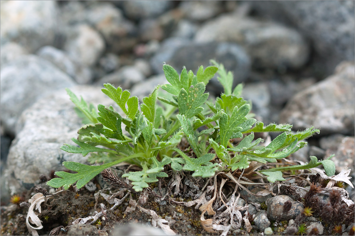 Image of Papaver lapponicum specimen.