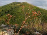 Bupleurum woronowii. Верхушка плодоносящего растения. Краснодарский край, г. Новороссийск, мыс Шесхарис, прибрежный склон Маркотхского хребта. 08.09.2013.