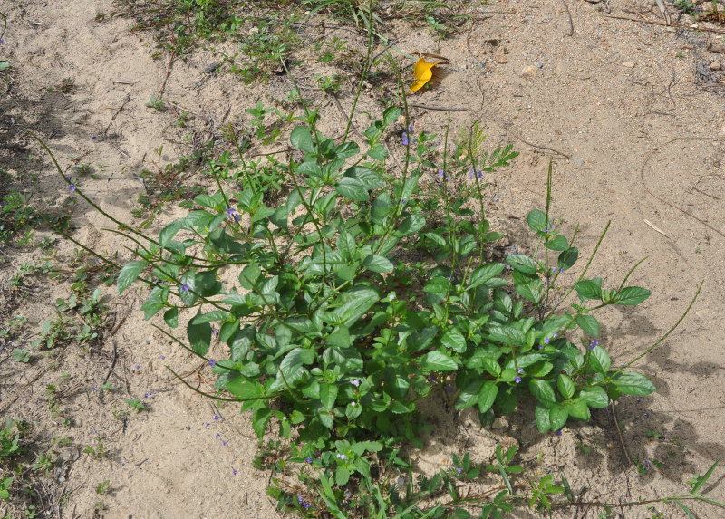 Изображение особи Stachytarpheta jamaicensis.