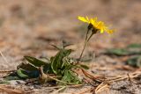 Hieracium umbellatum разновидность dunale. Цветущее растение на приморском песчаном склоне. Финляндия, Северная Остроботния, окр. пос. Virpiniemi. 09.09.2013.