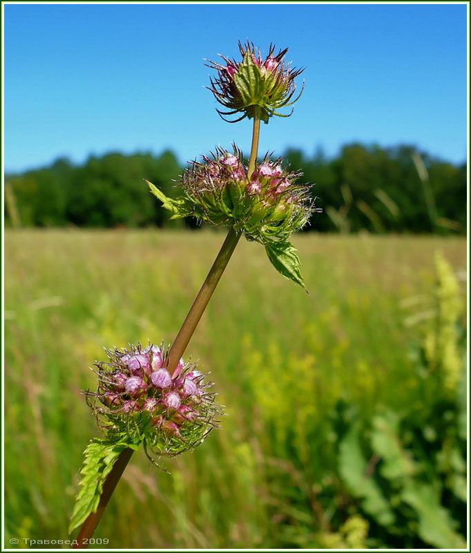 Image of Phlomoides tuberosa specimen.