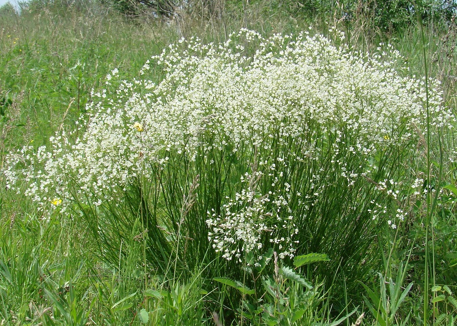 Изображение особи Eremogone saxatilis.