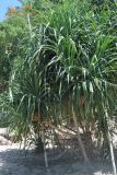 Pandanus tectorius. Плодоносящее растение. Таиланд, остров Тао. 27.06.2013.