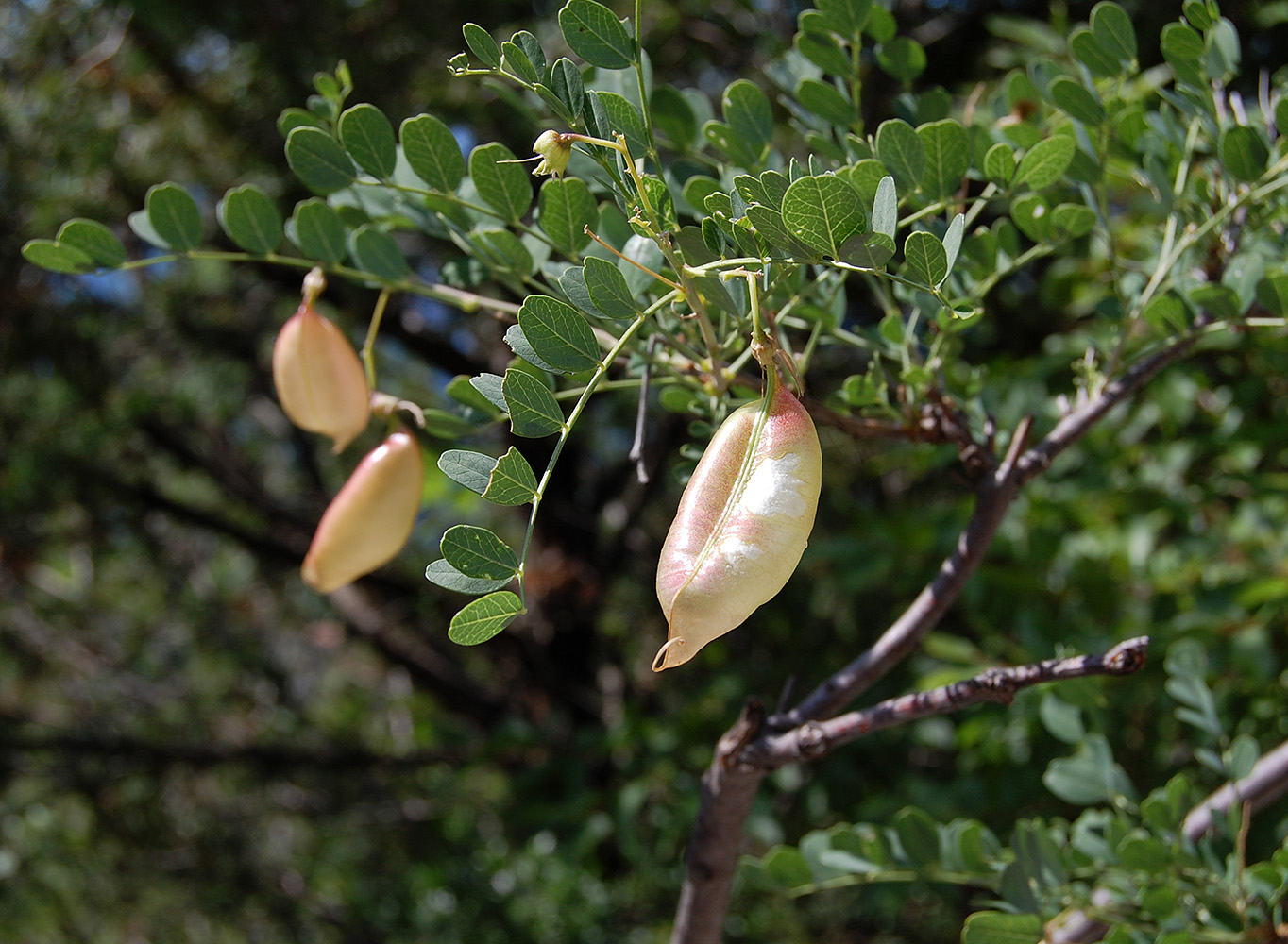 Image of Colutea cilicica specimen.