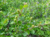 Betula rotundifolia