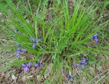 Iris ruthenica. Цветущие растения. Иркутская обл., лес в окр. Иркутска. 06.06.2007.