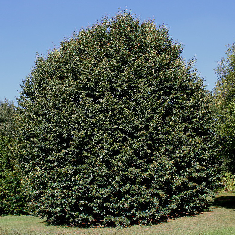 Image of Fagus orientalis specimen.